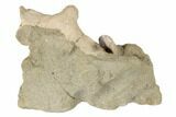 Fossil Shark Tooth and Porpoise Atlas Vertebra In Rock- California #189080-4